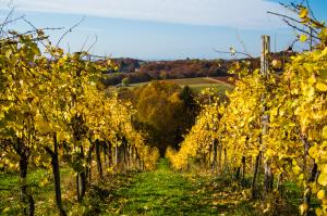 Sv.Andraž-Kristijan H.1